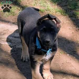 Olaf, German Shepherd Puppy